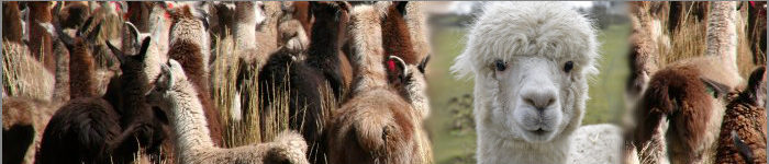 Lama