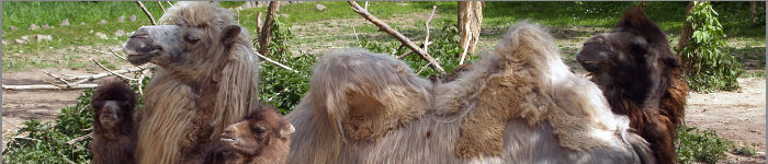 tiere (piqs.de ID: a5b64cd22f8ee5df3101dbb05aafce3e)